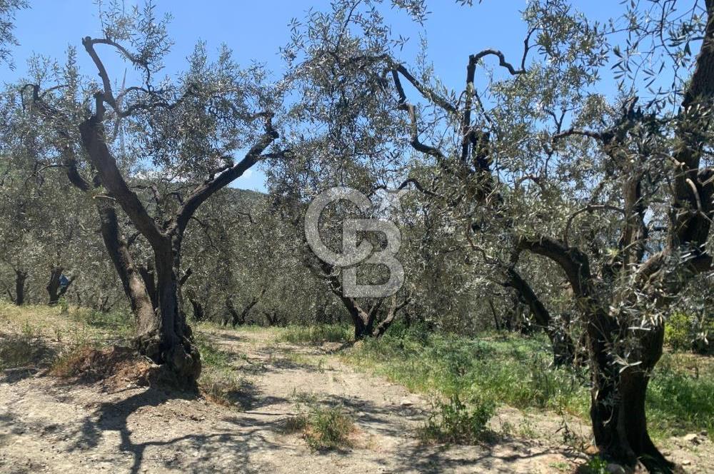 CB LEADER'DAN EDİNCİK'TE DENİZ MANZARALI SATILIK ZEYTİNLİK