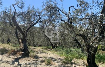 CB LEADER'DAN EDİNCİK'TE DENİZ MANZARALI SATILIK ZEYTİNLİK