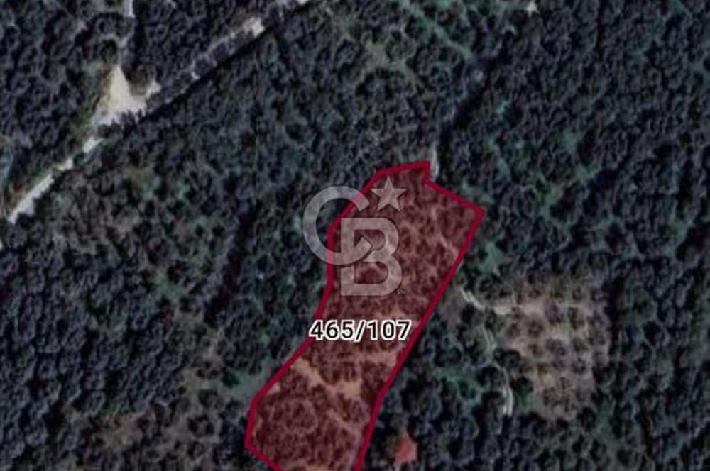 CB LEADER'DAN EDİNCİK'TE DENİZ MANZARALI SATILIK ZEYTİNLİK