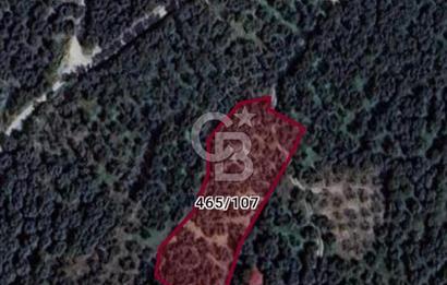 CB LEADER'DAN EDİNCİK'TE DENİZ MANZARALI SATILIK ZEYTİNLİK