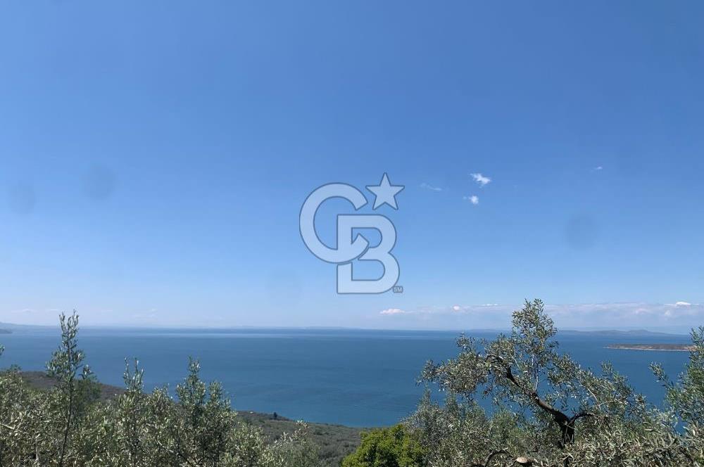 CB LEADER'DAN EDİNCİK'TE DENİZ MANZARALI SATILIK ZEYTİNLİK