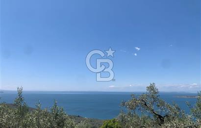 CB LEADER'DAN EDİNCİK'TE DENİZ MANZARALI SATILIK ZEYTİNLİK