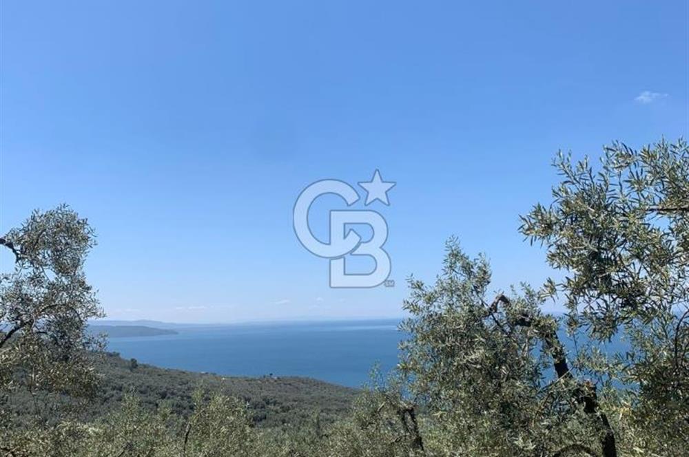 CB LEADER'DAN EDİNCİK'TE DENİZ MANZARALI SATILIK ZEYTİNLİK