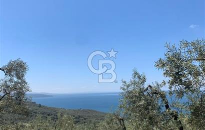 CB LEADER'DAN EDİNCİK'TE DENİZ MANZARALI SATILIK ZEYTİNLİK