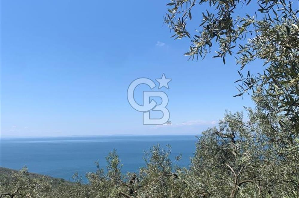 CB LEADER'DAN EDİNCİK'TE DENİZ MANZARALI SATILIK ZEYTİNLİK