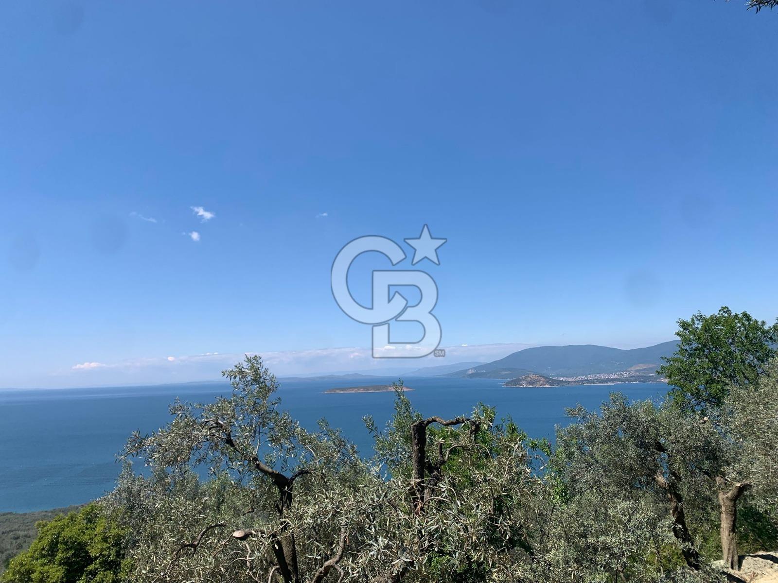 CB LEADER'DAN EDİNCİK'TE DENİZ MANZARALI SATILIK ZEYTİNLİK