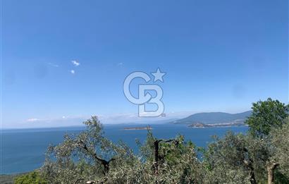 CB LEADER'DAN EDİNCİK'TE DENİZ MANZARALI SATILIK ZEYTİNLİK