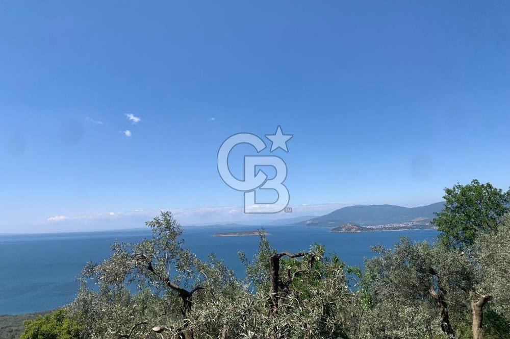 CB LEADER'DAN EDİNCİK'TE DENİZ MANZARALI SATILIK ZEYTİNLİK