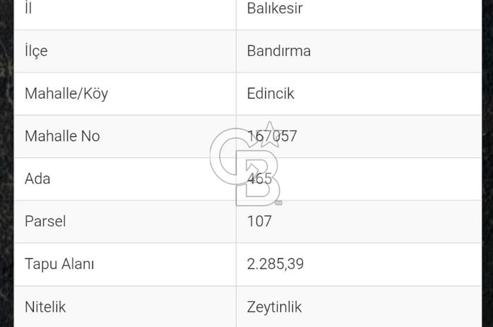 CB LEADER'DAN EDİNCİK'TE DENİZ MANZARALI SATILIK ZEYTİNLİK