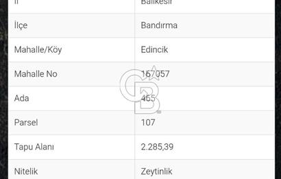 CB LEADER'DAN EDİNCİK'TE DENİZ MANZARALI SATILIK ZEYTİNLİK