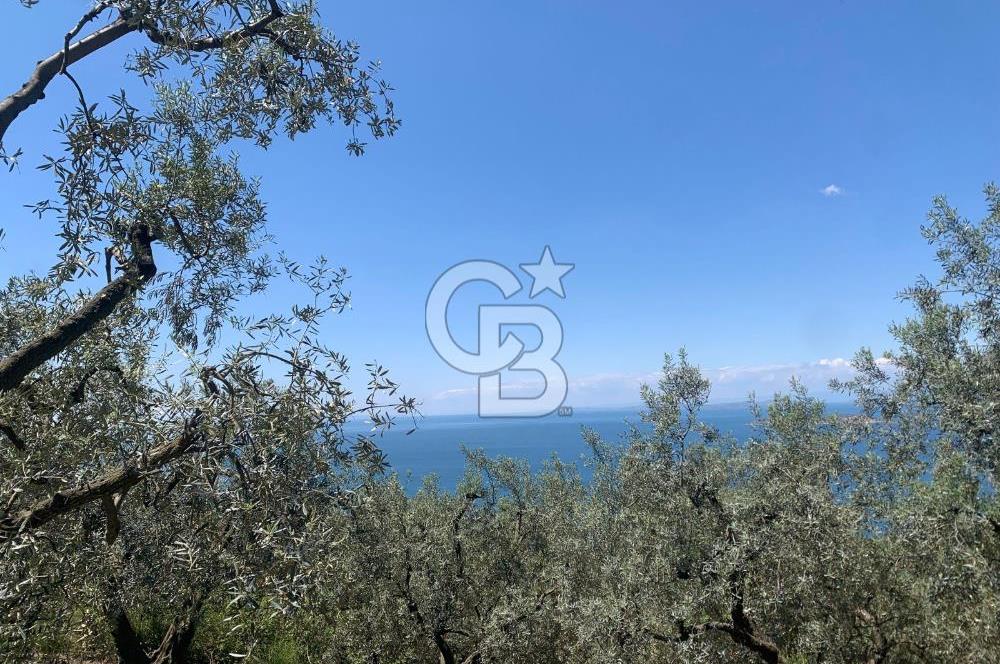CB LEADER'DAN EDİNCİK'TE DENİZ MANZARALI SATILIK ZEYTİNLİK