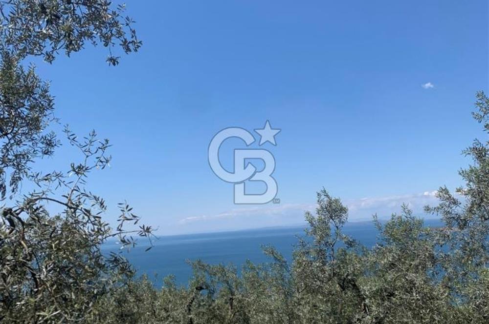CB LEADER'DAN EDİNCİK'TE DENİZ MANZARALI SATILIK ZEYTİNLİK