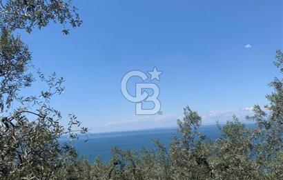 CB LEADER'DAN EDİNCİK'TE DENİZ MANZARALI SATILIK ZEYTİNLİK