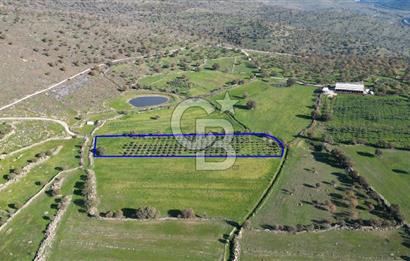 MENEMEN TELEKLERDE SATILIK 2 HİSSE 6.428 M² TARLA