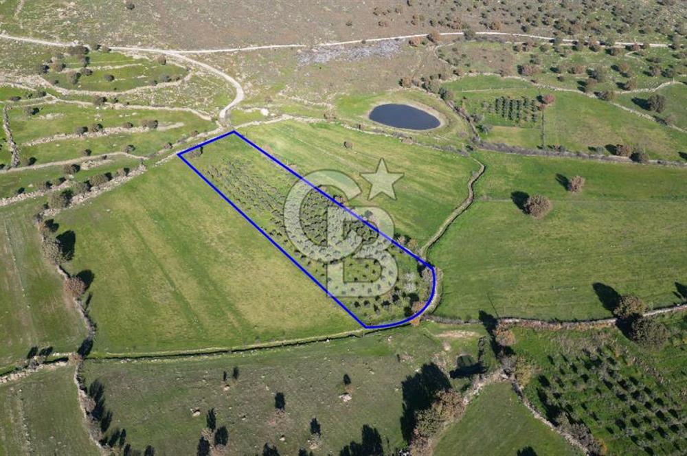 MENEMEN TELEKLERDE SATILIK 3.214 M² TARLA