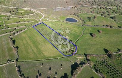 MENEMEN TELEKLERDE SATILIK 3.214 M² TARLA