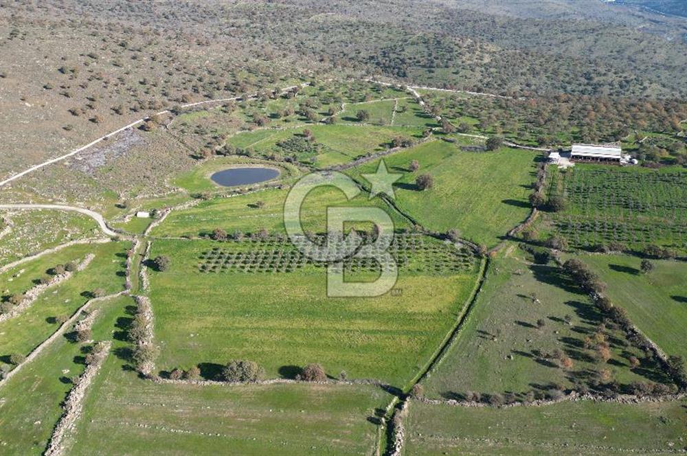 MENEMEN TELEKLERDE SATILIK 2 HİSSE 6.428 M² TARLA