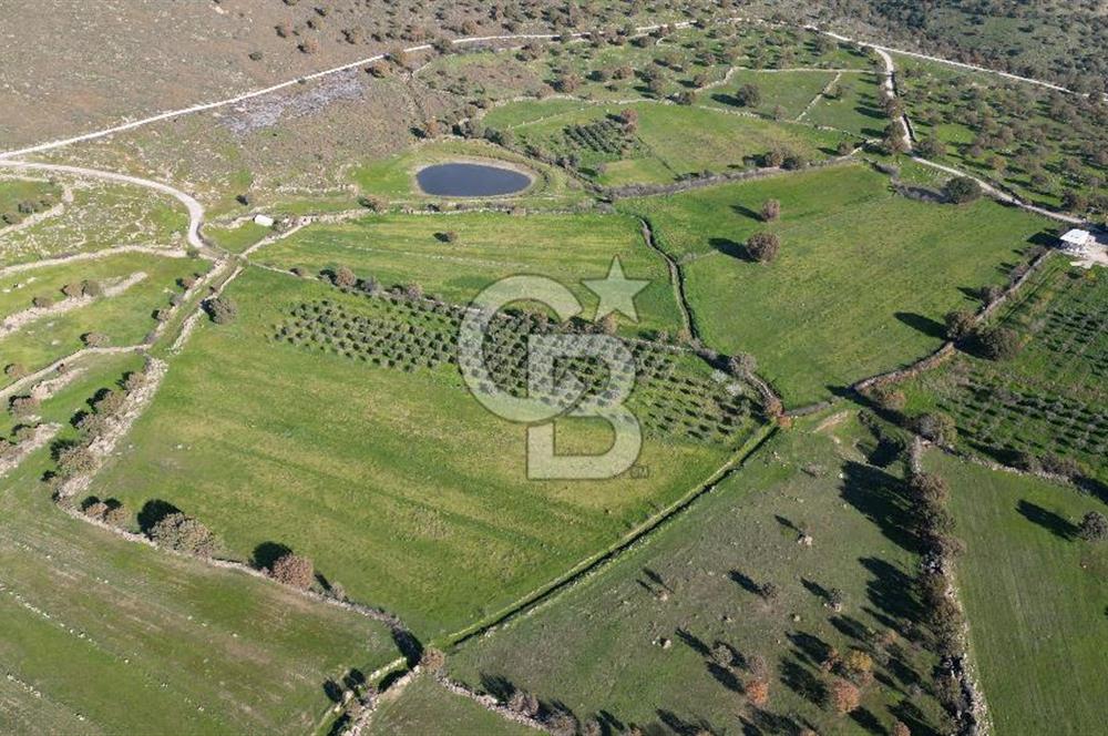 MENEMEN TELEKLERDE SATILIK 3.214 M² TARLA