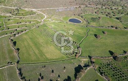 MENEMEN TELEKLERDE SATILIK 3.214 M² TARLA