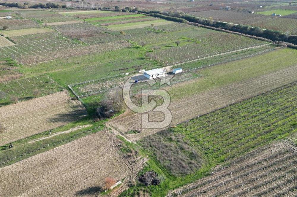 MANİSA YUNUSEMRE YAĞCILARDA 1.254 M² SATILIK TARLA