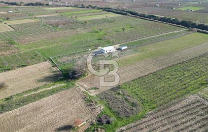 MANİSA YUNUSEMRE YAĞCILARDA 1.254 M² SATILIK TARLA