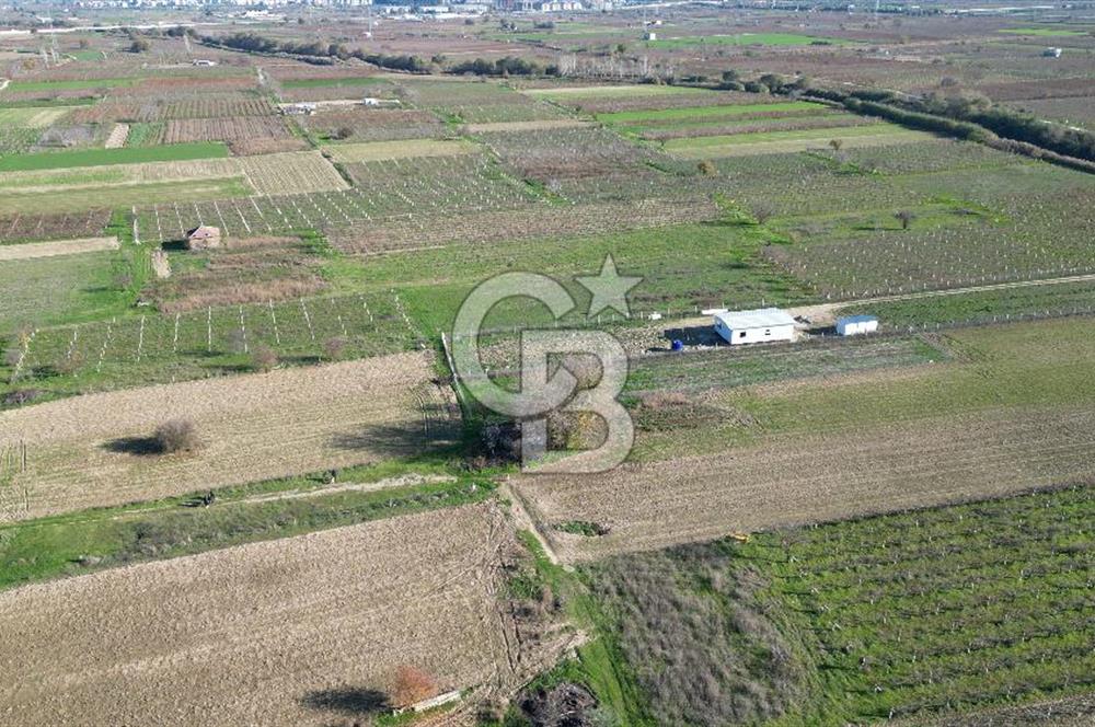 MANİSA YUNUSEMRE YAĞCILARDA 1.254 M² SATILIK TARLA