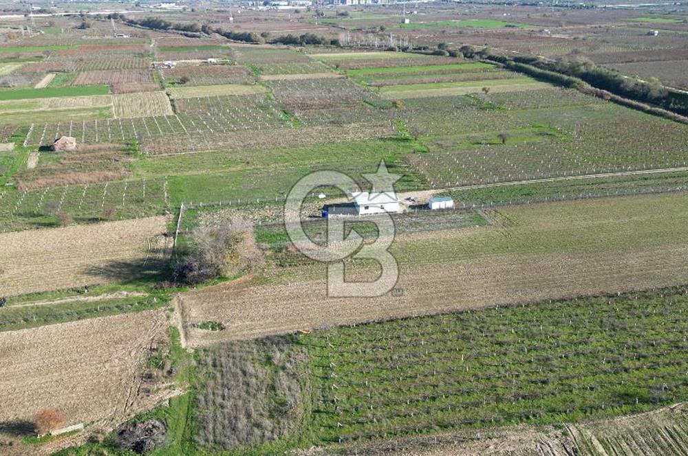 MANİSA YUNUSEMRE YAĞCILARDA 1.254 M² SATILIK TARLA