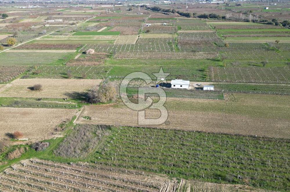 MANİSA YUNUSEMRE YAĞCILARDA 1.254 M² SATILIK TARLA