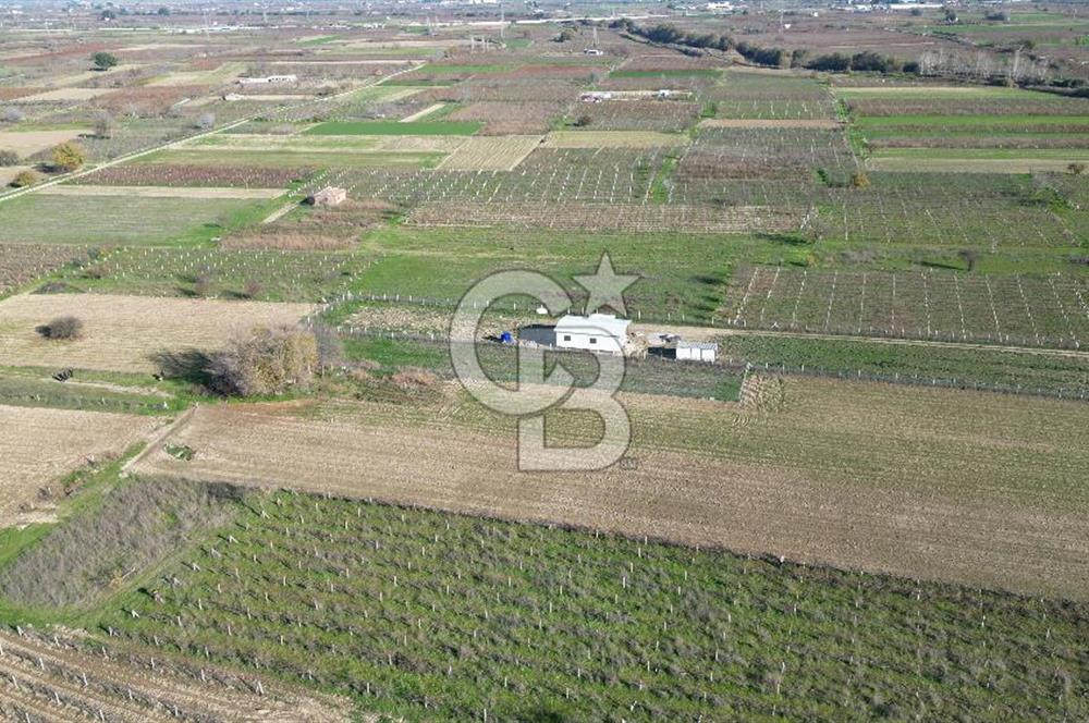 MANİSA YUNUSEMRE YAĞCILARDA 1.254 M² SATILIK TARLA