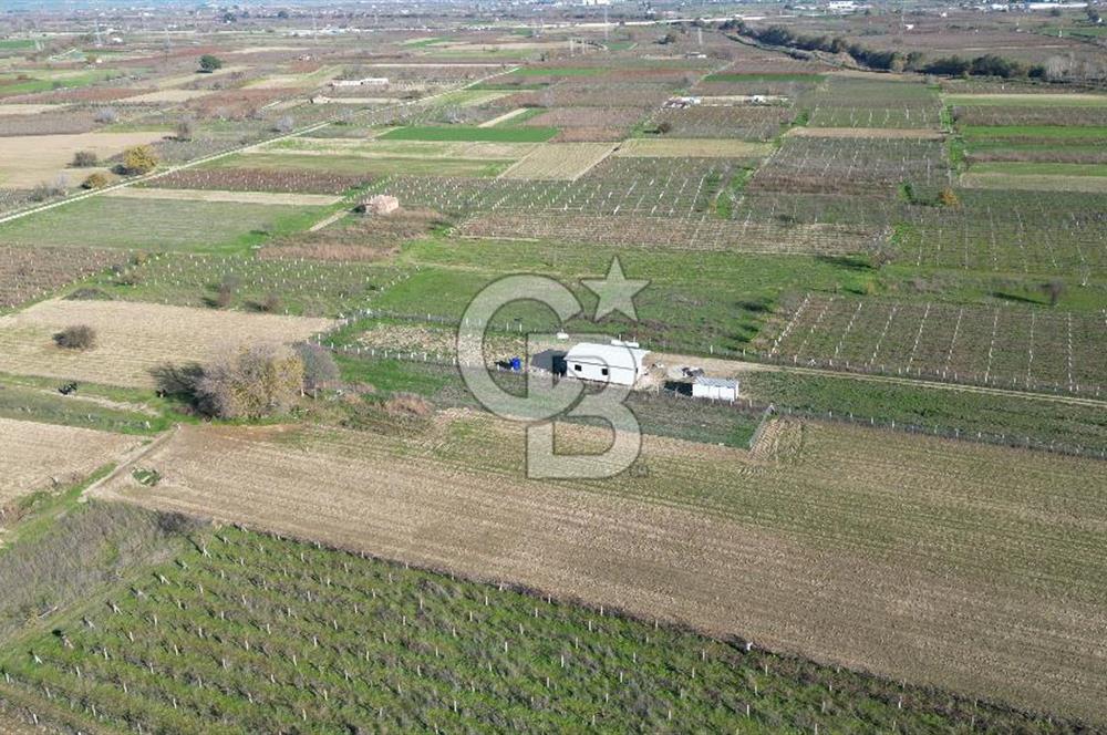 MANİSA YUNUSEMRE YAĞCILARDA 1.254 M² SATILIK TARLA