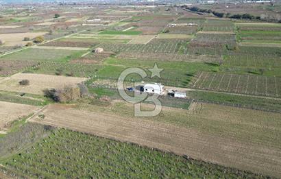 MANİSA YUNUSEMRE YAĞCILARDA 1.254 M² SATILIK TARLA