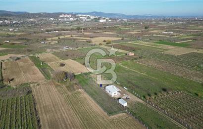 MANİSA YUNUSEMRE YAĞCILARDA 1.254 M² SATILIK TARLA