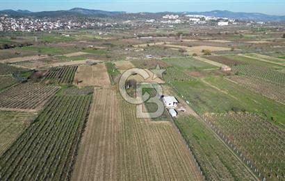 MANİSA YUNUSEMRE YAĞCILARDA 1.254 M² SATILIK TARLA