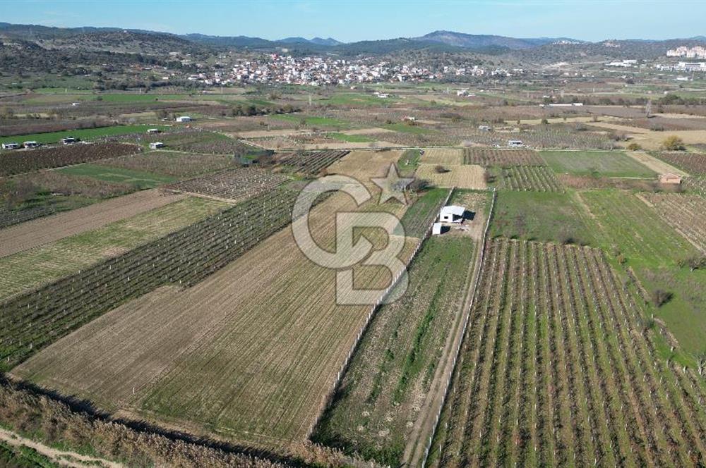 MANİSA YUNUSEMRE YAĞCILARDA 1.254 M² SATILIK TARLA