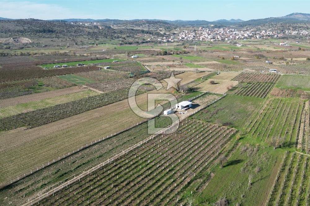 MANİSA YUNUSEMRE YAĞCILARDA 1.254 M² SATILIK TARLA