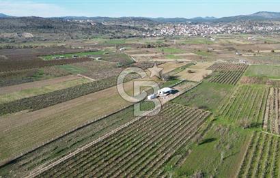 MANİSA YUNUSEMRE YAĞCILARDA 1.254 M² SATILIK TARLA