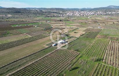 MANİSA YUNUSEMRE YAĞCILARDA 1.254 M² SATILIK TARLA