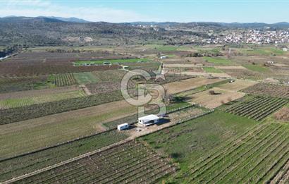 MANİSA YUNUSEMRE YAĞCILARDA 1.254 M² SATILIK TARLA