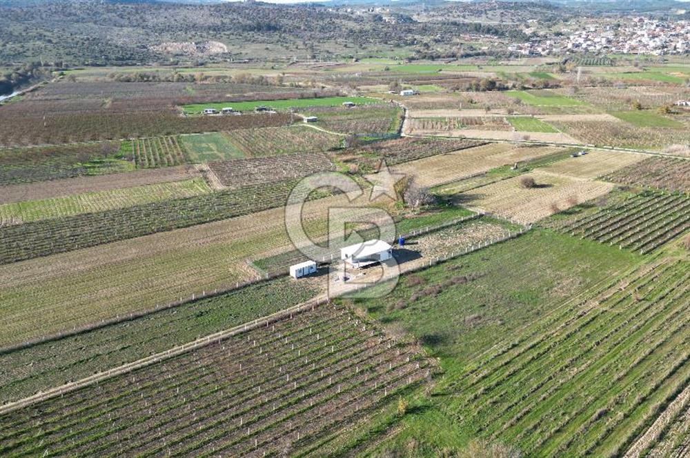 MANİSA YUNUSEMRE YAĞCILARDA 1.254 M² SATILIK TARLA