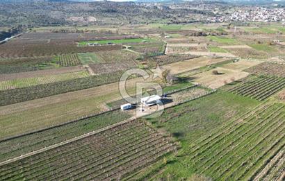 MANİSA YUNUSEMRE YAĞCILARDA 1.254 M² SATILIK TARLA