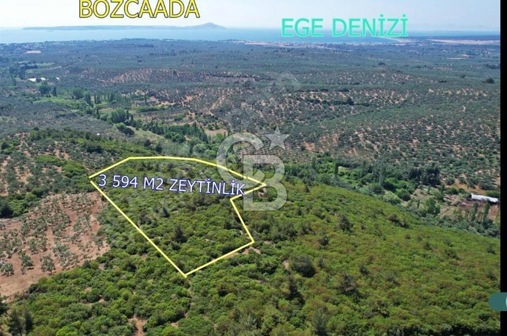 ÇANAKKALE EZİNE KEMALLI'DA SATILIK 3594 M2 ZEYTİNLİK