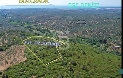 ÇANAKKALE EZİNE KEMALLI'DA SATILIK 3594 M2 ZEYTİNLİK