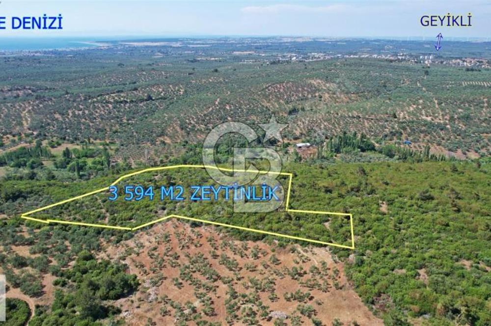 ÇANAKKALE EZİNE KEMALLI'DA SATILIK 3594 M2 ZEYTİNLİK