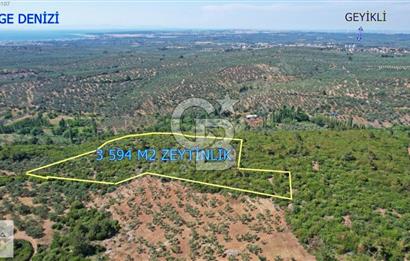 ÇANAKKALE EZİNE KEMALLI'DA SATILIK 3594 M2 ZEYTİNLİK