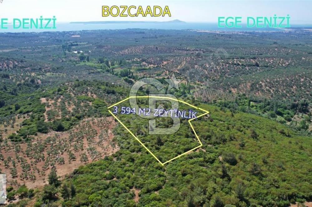 ÇANAKKALE EZİNE KEMALLI'DA SATILIK 3594 M2 ZEYTİNLİK