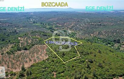 ÇANAKKALE EZİNE KEMALLI'DA SATILIK 3594 M2 ZEYTİNLİK