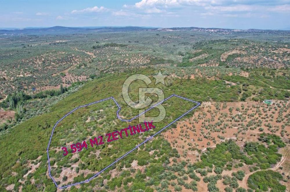 ÇANAKKALE EZİNE KEMALLI'DA SATILIK 3594 M2 ZEYTİNLİK