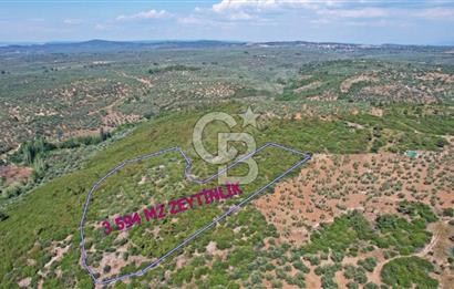 ÇANAKKALE EZİNE KEMALLI'DA SATILIK 3594 M2 ZEYTİNLİK