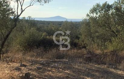 ÇANAKKALE EZİNE KEMALLI'DA SATILIK 3594 M2 ZEYTİNLİK