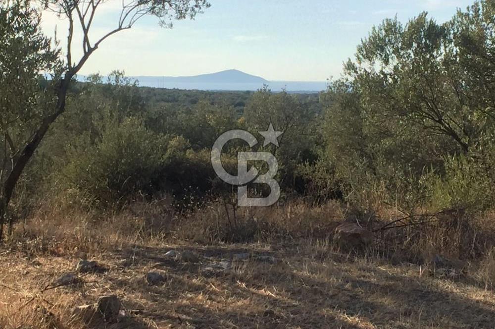 ÇANAKKALE EZİNE KEMALLI'DA SATILIK 3594 M2 ZEYTİNLİK